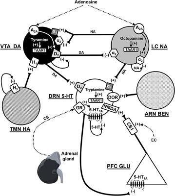 Editorial: New players on the monoaminergic field: relevance to the mental disorders